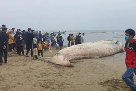 Cá voi 10 tấn dạt vào bờ biển Thanh Hóa: Điềm báo bội thu? 