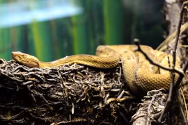 Đảo rắn, Vùng 51 và loạt cấm địa nguy hiểm nhất thế giới