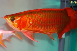 9 loài cá đắt nhất hành tinh, hàng chục tỷ chưa chắc mua được