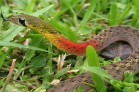 Rắn học trò cắn bé trai 3 tuổi tử vong ở Sài Gòn độc thế nào?