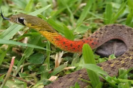 Rắn học trò cắn bé trai 3 tuổi tử vong ở Sài Gòn độc thế nào?