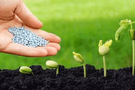 'Chiến tranh phân bón thế giới' đang diễn ra?