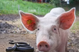 Vì sao rắn độc chưa bao giờ là vấn đề đối với loài heo? 