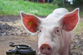 Vì sao rắn độc chưa bao giờ là vấn đề đối với loài heo? 