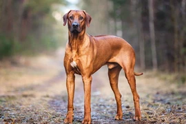 Chó săn sư tử châu Phi sở hữu chỉ số IQ cực cao