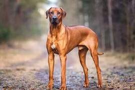 Chó săn sư tử châu Phi sở hữu chỉ số IQ cực cao