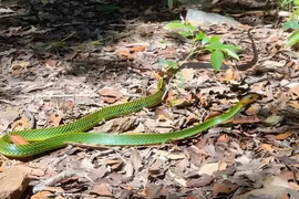 Loài vật mới vừa được tìm thấy ở Việt Nam