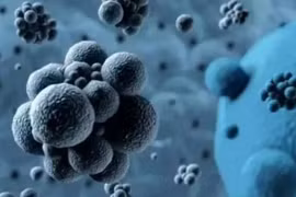 Loài vật nào sẽ thống trị Trái đất nếu con người "biến mất"?