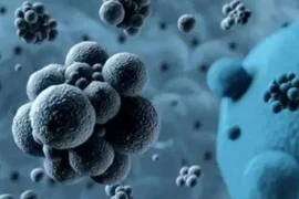 Loài vật nào sẽ thống trị Trái đất nếu con người "biến mất"?