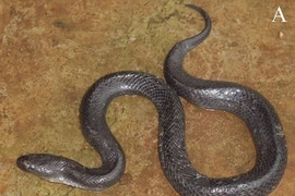 Phát hiện loài rắn mới ở Đắk Krông
