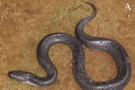 Phát hiện loài rắn mới ở Đắk Krông