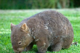 Thế giới chỉ còn 400 con gấu túi mũi lông phương Bắc 