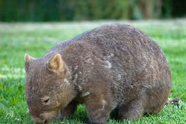 Thế giới chỉ còn 400 con gấu túi mũi lông phương Bắc 