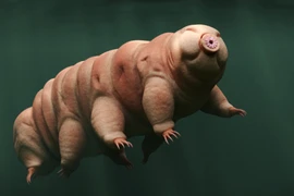 Kinh ngạc về khả năng đặc biệt của những"siêu nhân" trong thế giới động vật