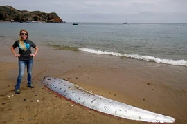 Cá mái chèo là loài 'thủy quái' dự báo động đất 