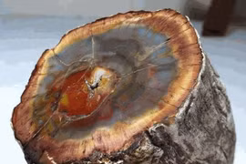 Loại gỗ quý hơn vàng có ở Việt Nam?