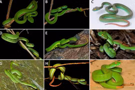 Rắn độc mới xuất hiện ở Ninh Thuận là loài nào?