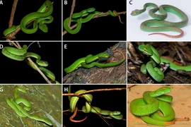 Rắn độc mới xuất hiện ở Ninh Thuận là loài nào?