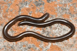 Loài rắn nhỏ nhất thế giới có mặt khắp Việt Nam