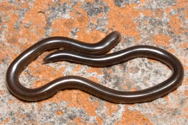 Loài rắn nhỏ nhất thế giới có mặt khắp Việt Nam