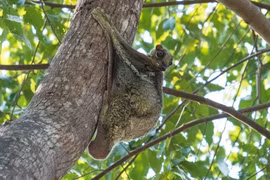 Loài vật kỳ lạ nhất Việt Nam, là thú 4 chân nhưng bay lượn như chim