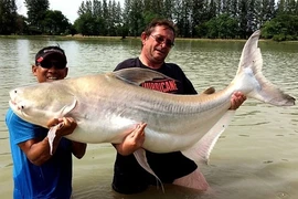 Cận cảnh các quái ngư khổng lồ trên sông Mê Kông 