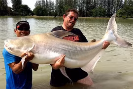 Cận cảnh các quái ngư khổng lồ trên sông Mê Kông 