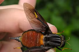 Ớn lạnh những loài ruồi lớn nhất hành tinh 