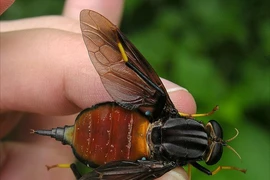 Ớn lạnh những loài ruồi lớn nhất hành tinh 