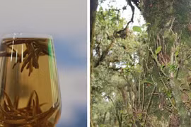 Chè Bạch Long hiếm có chỉ còn 60 gốc, giá nửa tỷ đồng/kg