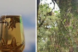 Chè Bạch Long hiếm có chỉ còn 60 gốc, giá nửa tỷ đồng/kg