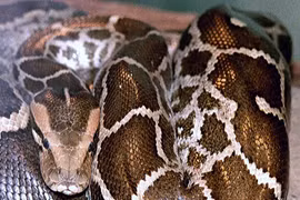 Một người phụ nữ bị trăn khổng lồ dài hơn 9 mét nuốt chửng