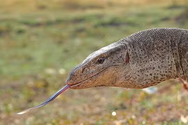 Bắt được kỳ đà vân ở Bình Chánh: Loài nguy cấp trong Sách Đỏ