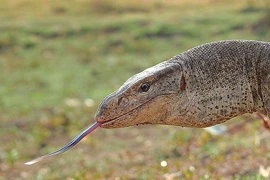 Bắt được kỳ đà vân ở Bình Chánh: Loài nguy cấp trong Sách Đỏ