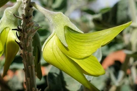 Đẹp mê hồn loài hoa kỳ diệu, cánh hoa giống hệt chim đang bay