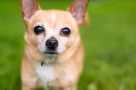 Những chú chó nhỏ nhất thế giới 