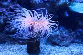 Sinh vật kỳ dị này có điểm tương đồng với cả động vật và thực vật