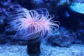 Sinh vật kỳ dị này có điểm tương đồng với cả động vật và thực vật