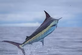 Quái ngư gần nửa tấn bất ngờ dính câu, cả thuyền hoảng loạn 