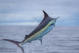 Quái ngư gần nửa tấn bất ngờ dính câu, cả thuyền hoảng loạn 