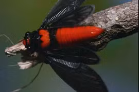 Loài ve sầu đỏ rực ngay từ khi còn là ấu trùng