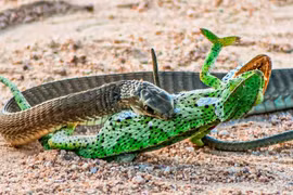 Cận cảnh loài rắn độc nhất châu Phi hạ gục đối thủ