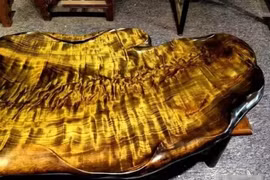 Loại gỗ quý hơn vàng nhưng không ai muốn trồng, bất ngờ lý do