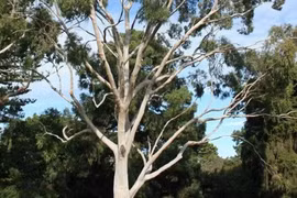 Kinh ngạc loài cây trổ ra vàng thật