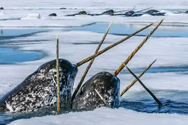 Giới khoa học ngạc nhiên với loài động vật kỳ quặc này