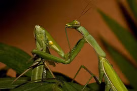 Những loài ăn thịt bạn tình khi đang ân ái 