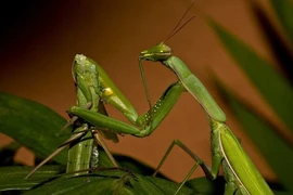 Những loài ăn thịt bạn tình khi đang ân ái 