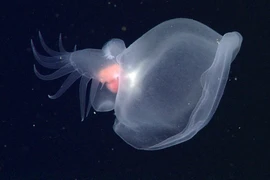 Sinh vật 'ma quái' chưa từng được biết đến, tung hoành dưới đáy biển