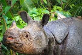 Cả thế giới chỉ còn 80 con, đây là loài vật quý hiếm nhất Trái đất