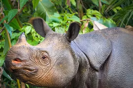 Cả thế giới chỉ còn 80 con, đây là loài vật quý hiếm nhất Trái đất